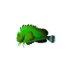 Green Stingfish